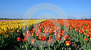 Tulip field