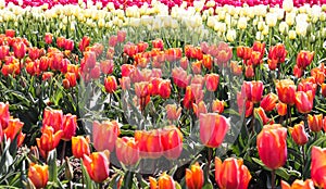 Tulip Field