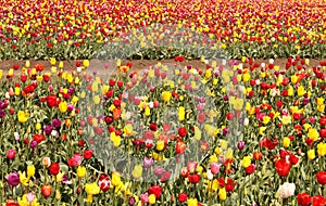 Tulip Field