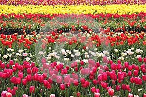 Tulip Field