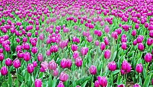 Tulip field