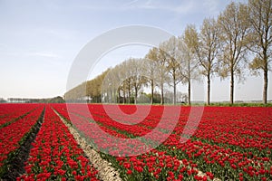 Tulip field 18