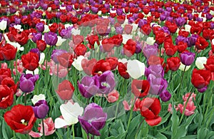 Tulip field