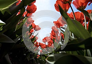 Tulip field 27