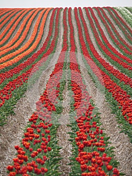 Tulip field