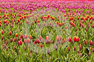 Tulip Field