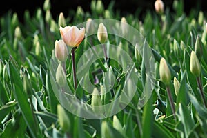 Tulip Field