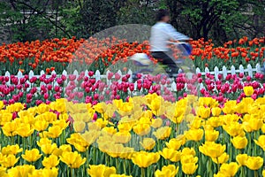 Tulip field