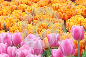 Tulip Field