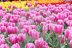 Tulip Field