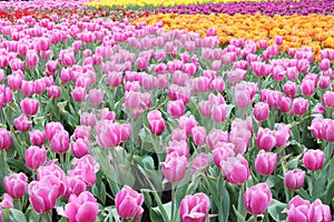 Tulip Field