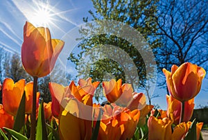 Tulip field