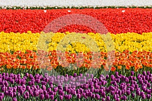 Tulip field