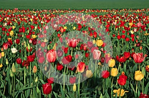 Tulip Field