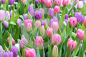 Tulip field