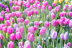 Tulip field