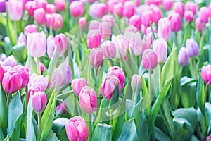 Tulip field