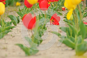 In Tulip Field