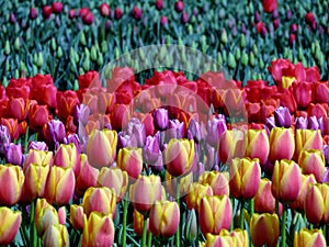 Tulip field at Abbotsford Tulip Festival in BC, Canada photo