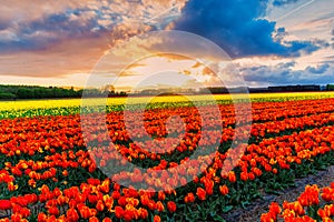 Tulip field adnd old mills in netherland