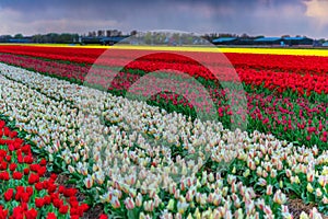 Tulip field adnd old mills in netherland