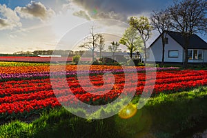 Tulip field adnd old mills in netherland