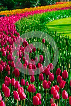 Tulip field adnd old mills in netherland