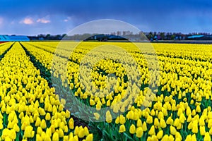 Tulip field adnd old mills in netherland