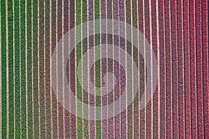 tulip field as seen from above