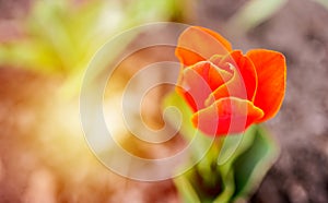 Tulip field. Beautiful tulip among tulips. red tulips with white stripe close-up. Growing flowers in spring.