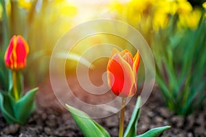 Tulip field. Beautiful tulip among tulips. red tulips with white stripe close-up. Growing flowers in spring.