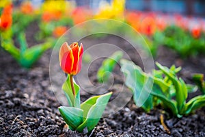 Tulip field. Beautiful tulip among tulips. red tulips with white stripe close-up. Growing flowers in spring.