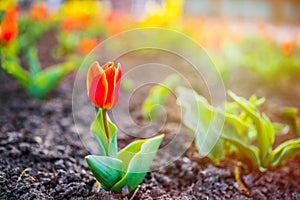 Tulip field. Beautiful tulip among tulips. red tulips with white stripe close-up. Growing flowers in spring.