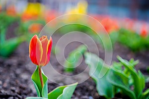 Tulip field. Beautiful tulip among tulips. red tulips with white stripe close-up. Growing flowers in spring.