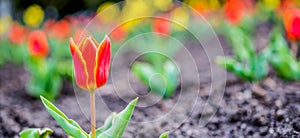 Tulip field. Beautiful tulip among tulips. red tulips with white stripe close-up. Growing flowers in spring.