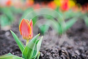 Tulip field. Beautiful tulip among tulips. red tulips with white stripe close-up. Growing flowers in spring.