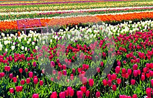 Tulip Field and Bench
