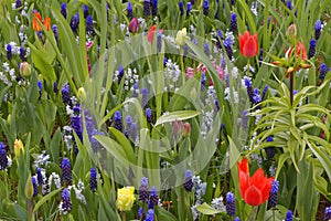 Tulip field with blue grape hyacinths