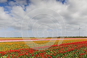 Tulip field with different colors