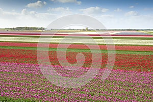 Tulip field with different colors