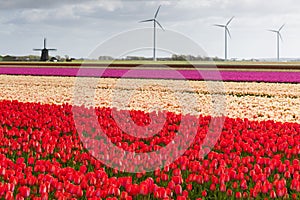 Tulip field with different colors