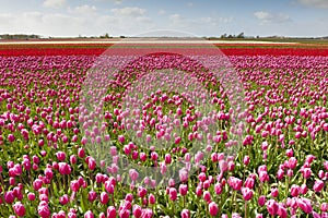 Tulip field with different colors