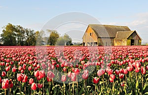Tulip field with dilapidated old barn