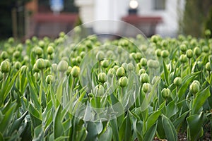 Tulip field in the early stages of blooming
