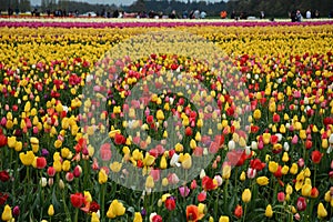 Tulip field on a farm in Woodburn, Oregon