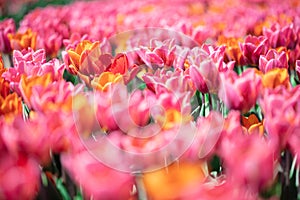 Tulip field flowers in bloom in spring