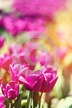 Tulip field flowers in bloom in spring