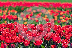 Tulip field flowers in bloom in spring