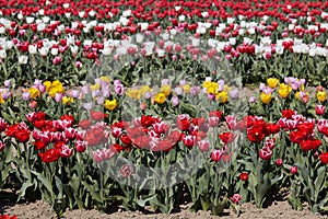 Tulip field with flowers in red, pink, white and yellow colors in spring