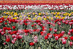 Tulip field with flowers in red, pink, white and yellow colors in spring